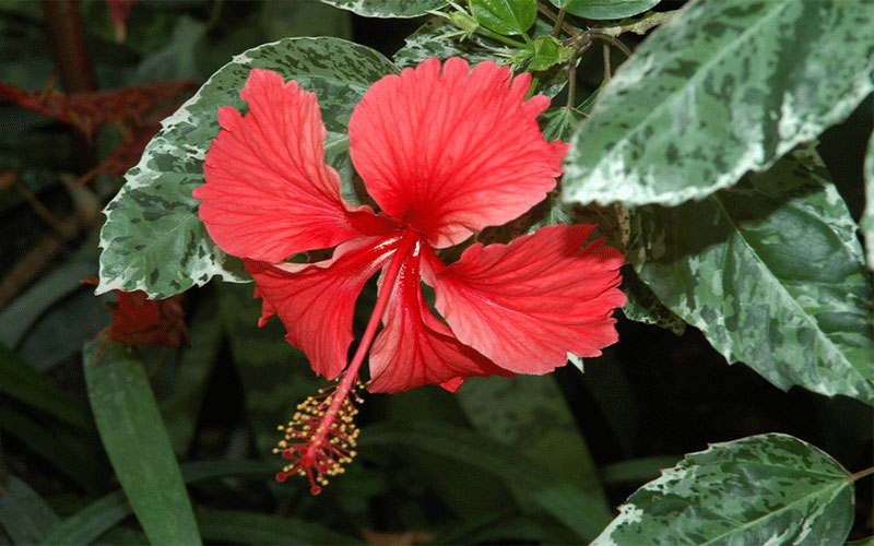GARDEN CENTER CAPE CORAL and LANDSCAPERS