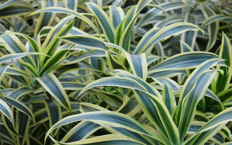 GARDEN CENTER CAPE CORAL and LANDSCAPERS