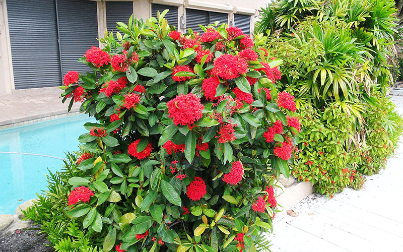 GARDEN CENTER CAPE CORAL and LANDSCAPERS