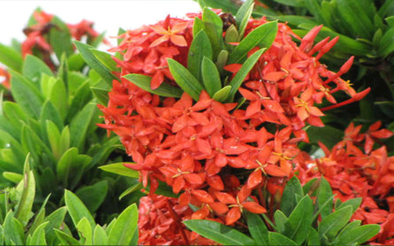GARDEN CENTER CAPE CORAL and LANDSCAPERS