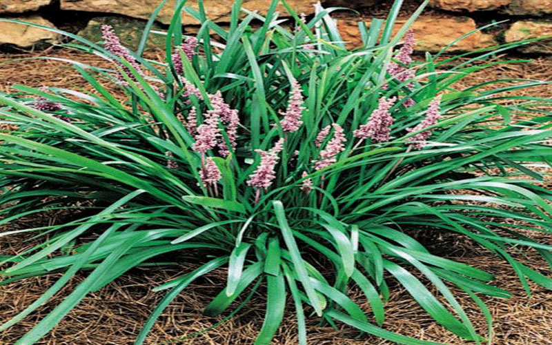 GARDEN CENTER CAPE CORAL and LANDSCAPERS