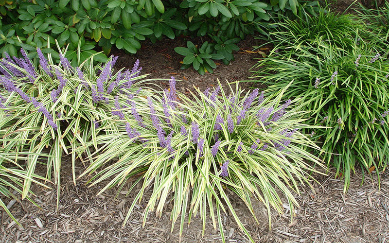 GARDEN CENTER CAPE CORAL and LANDSCAPERS