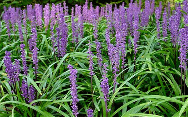 GARDEN CENTER CAPE CORAL and LANDSCAPERS