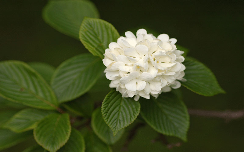 GARDEN CENTER CAPE CORAL and LANDSCAPERS