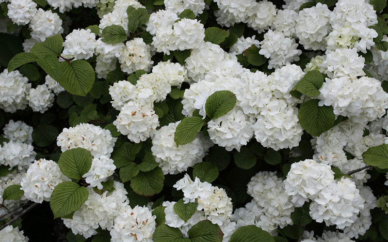 GARDEN CENTER CAPE CORAL and LANDSCAPERS