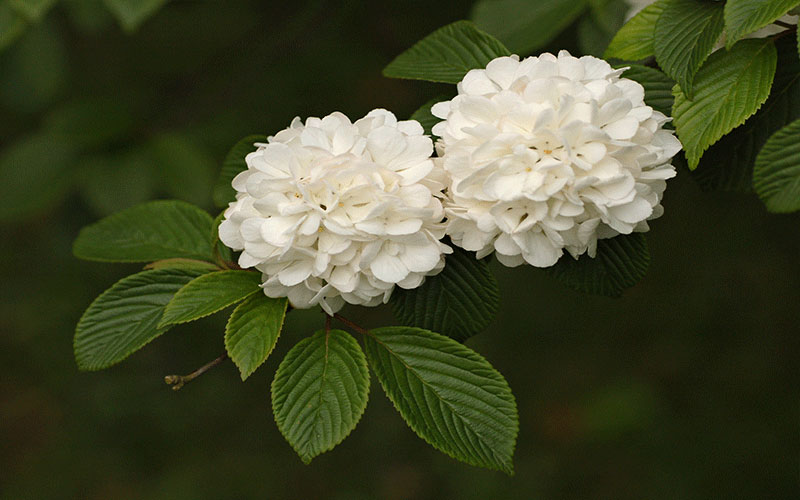 GARDEN CENTER CAPE CORAL and LANDSCAPERS