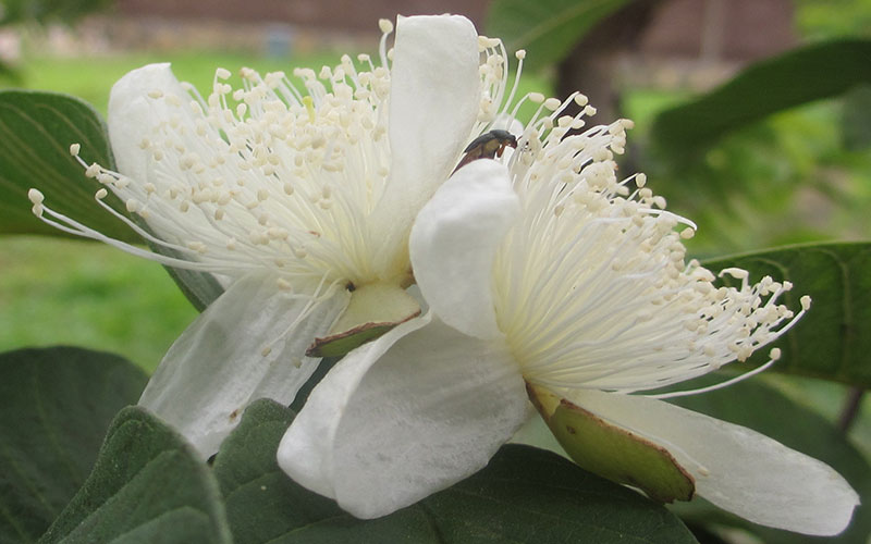 GARDEN CENTER CAPE CORAL AND LANDSCAPERS