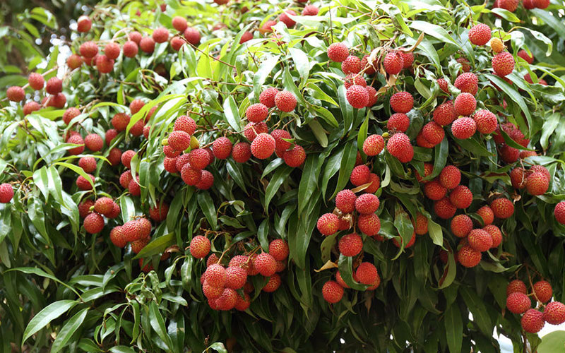 GARDEN CENTER CAPE CORAL AND LANDSCAPERS