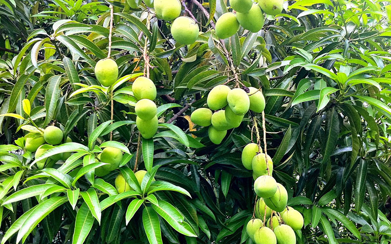 GARDEN CENTER CAPE CORAL AND LANDSCAPERS