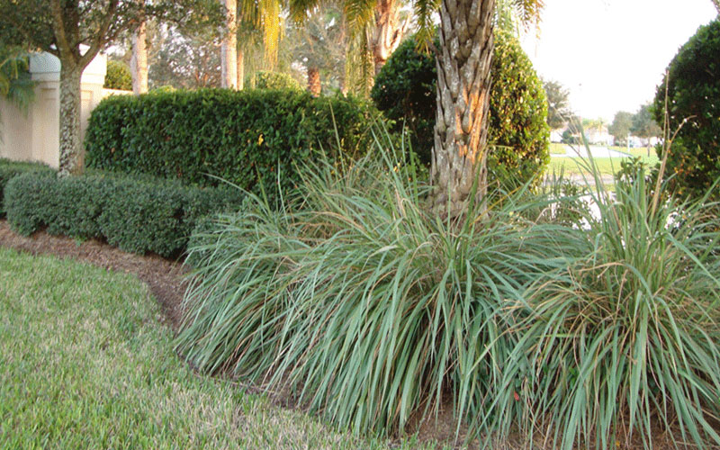 GARDEN CENTER CAPE CORAL and LANDSCAPERS