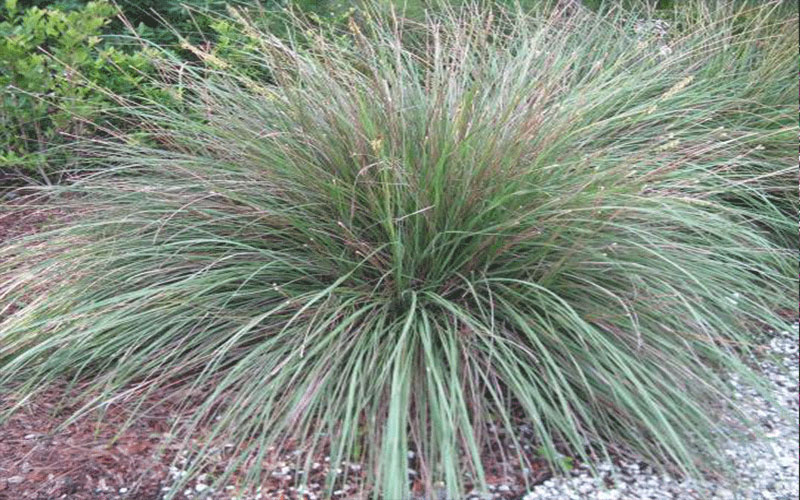 GARDEN CENTER CAPE CORAL and LANDSCAPERS