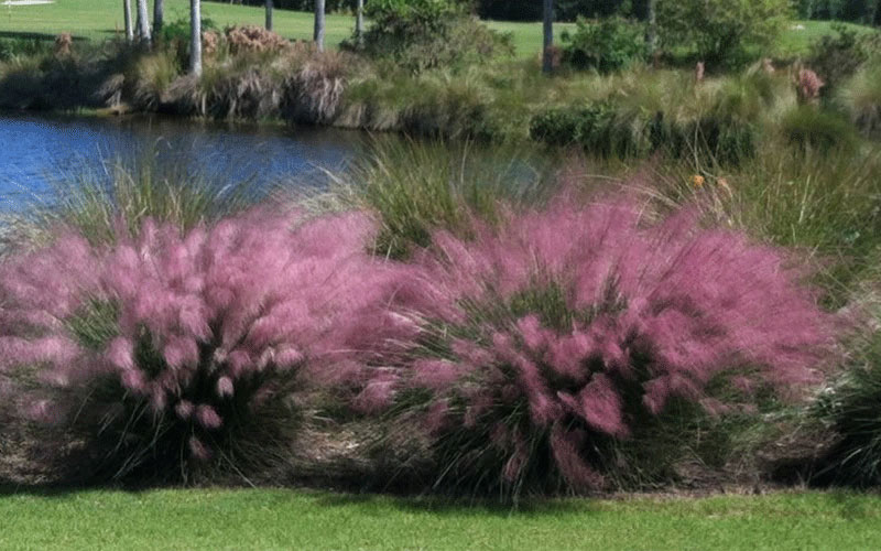 GARDEN CENTER CAPE CORAL and LANDSCAPERS
