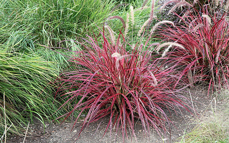GARDEN CENTER CAPE CORAL and LANDSCAPERS