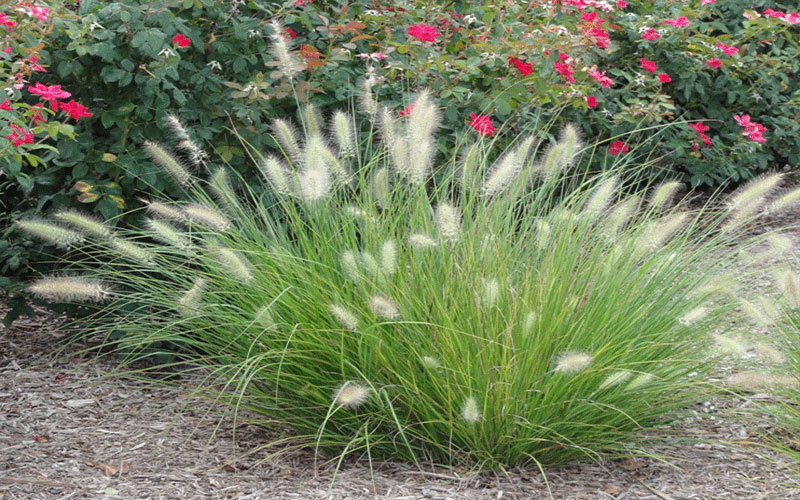 GARDEN CENTER CAPE CORAL and LANDSCAPERS