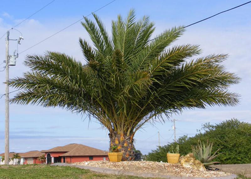 GARDEN CENTER CAPE CORAL and LANDSCAPERS
