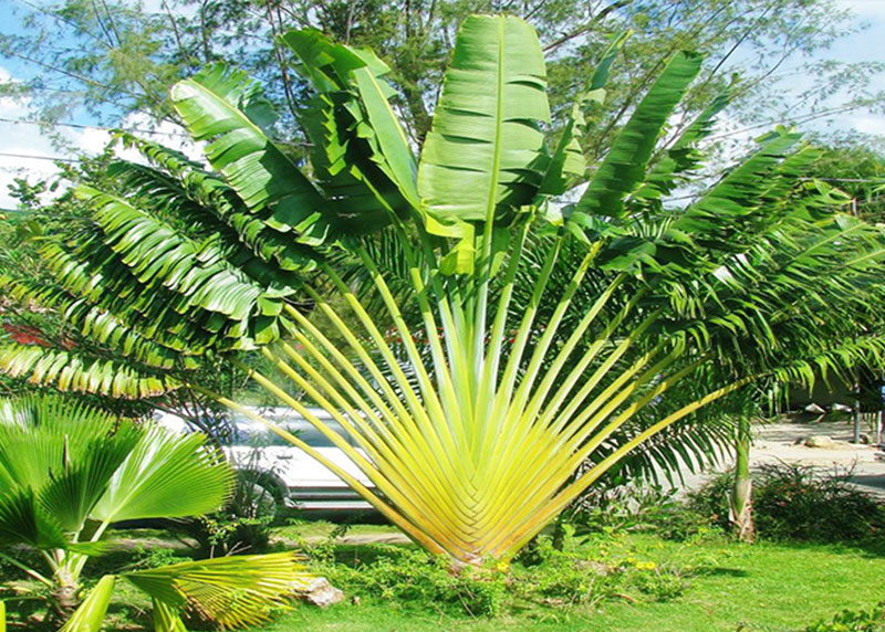 GARDEN CENTER CAPE CORAL and LANDSCAPERS