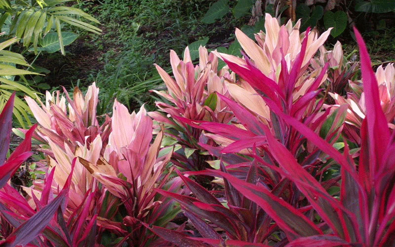 GARDEN CENTER CAPE CORAL AND LANDSCAPERS