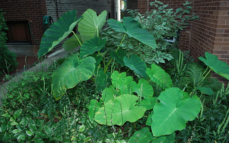 GARDEN CENTER CAPE CORAL and LANDSCAPERS