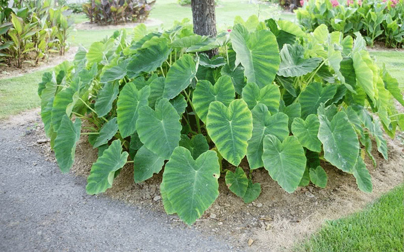 GARDEN CENTER CAPE CORAL and LANDSCAPERS