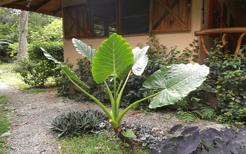 GARDEN CENTER CAPE CORAL and LANDSCAPERS