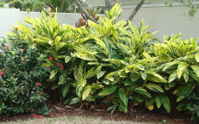 GARDEN CENTER CAPE CORAL and LANDSCAPERS