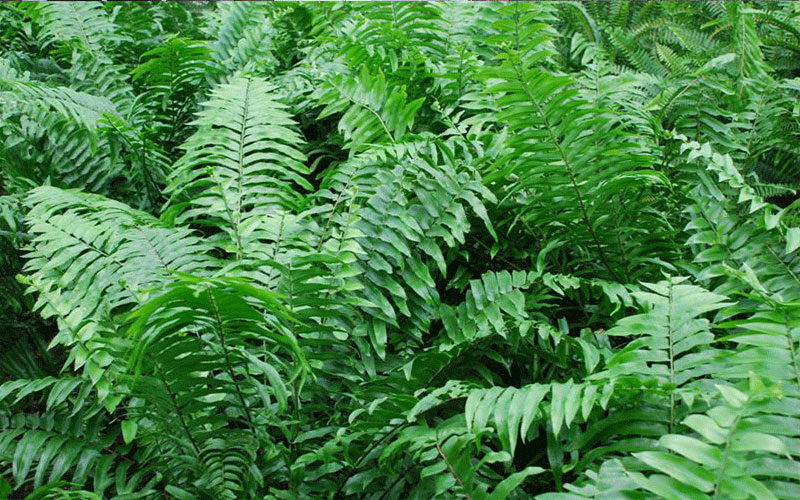 GARDEN CENTER CAPE CORAL and LANDSCAPERS