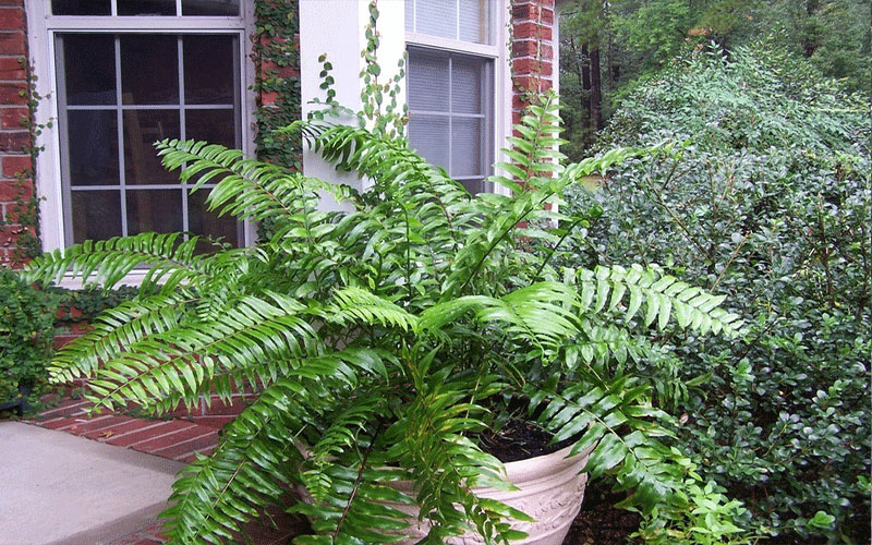 GARDEN CENTER CAPE CORAL and LANDSCAPERS