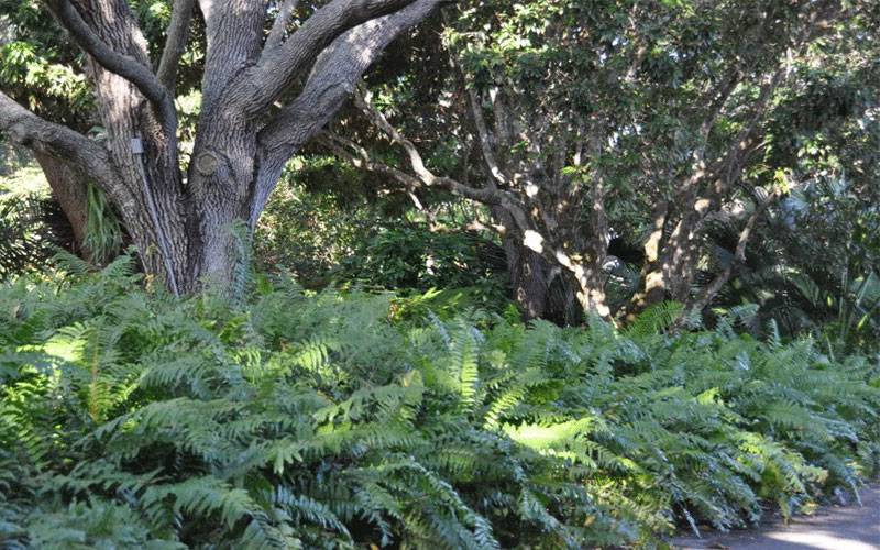 GARDEN CENTER CAPE CORAL and LANDSCAPERS