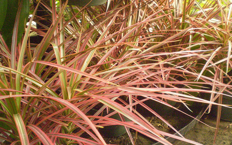 GARDEN CENTER CAPE CORAL and LANDSCAPERS