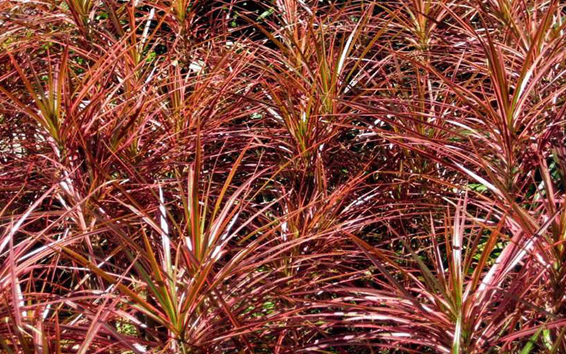 GARDEN CENTER CAPE CORAL and LANDSCAPERS