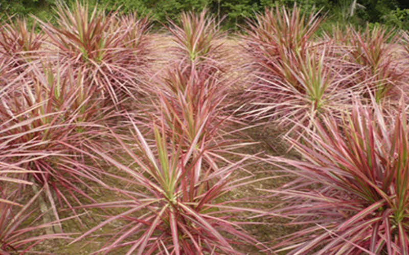 GARDEN CENTER CAPE CORAL and LANDSCAPERS