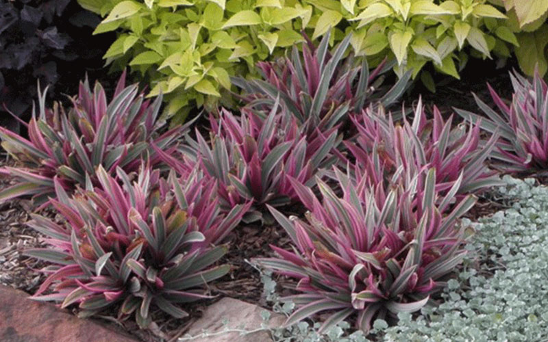 GARDEN CENTER CAPE CORAL and LANDSCAPERS