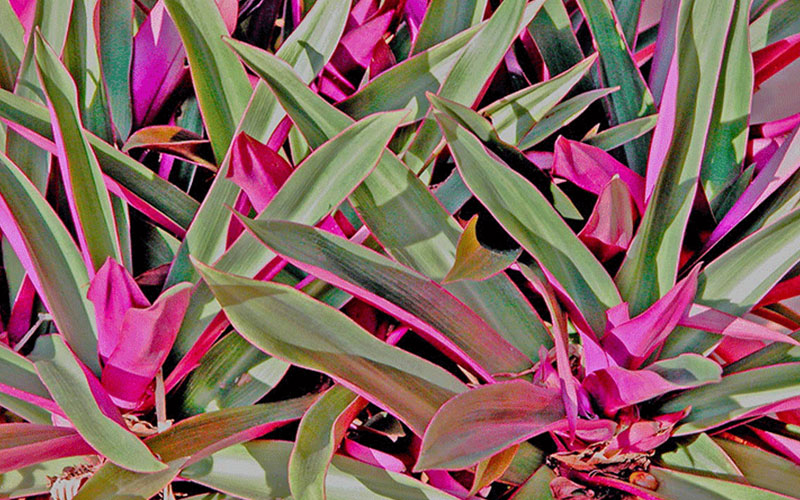 GARDEN CENTER CAPE CORAL and LANDSCAPERS