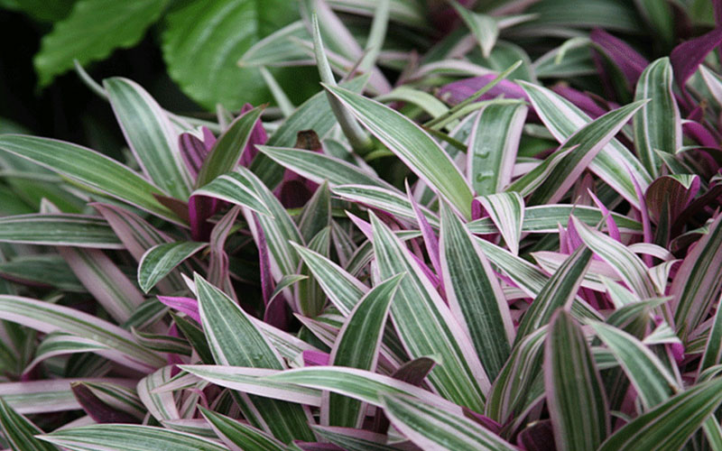 GARDEN CENTER CAPE CORAL and LANDSCAPERS