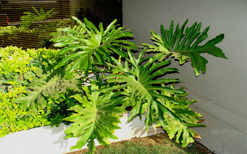 GARDEN CENTER CAPE CORAL and LANDSCAPERS