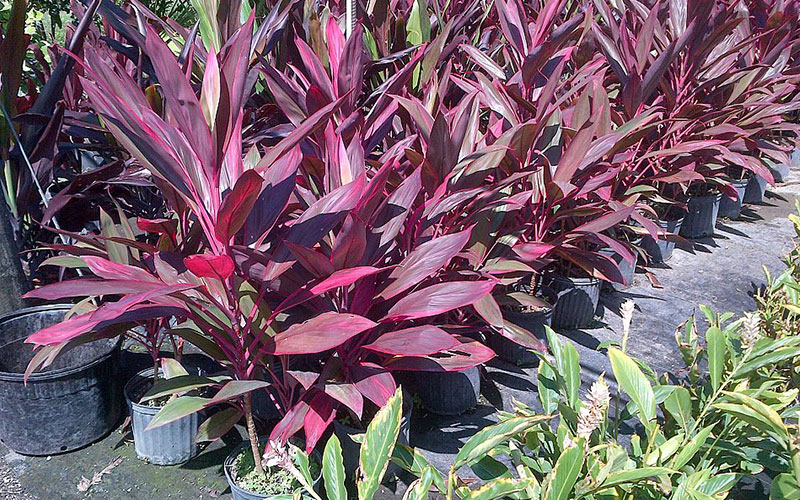 GARDEN CENTER CAPE CORAL and LANDSCAPERS