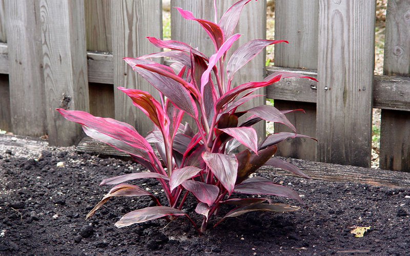 GARDEN CENTER CAPE CORAL and LANDSCAPERS