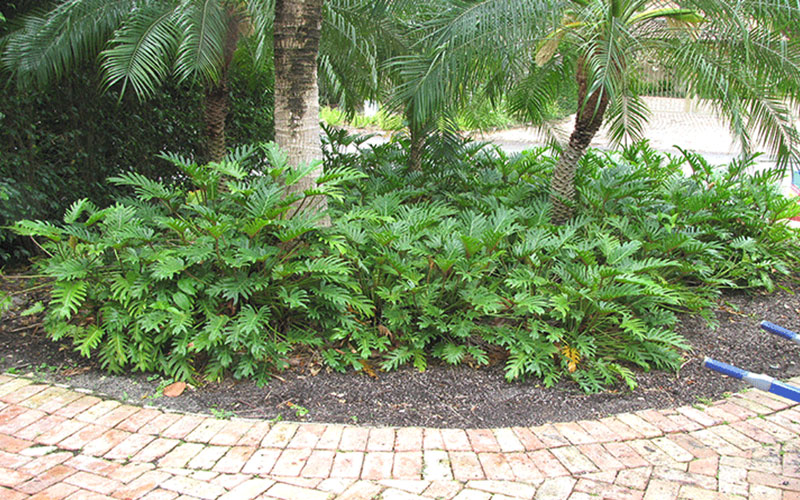 GARDEN CENTER CAPE CORAL and LANDSCAPERS