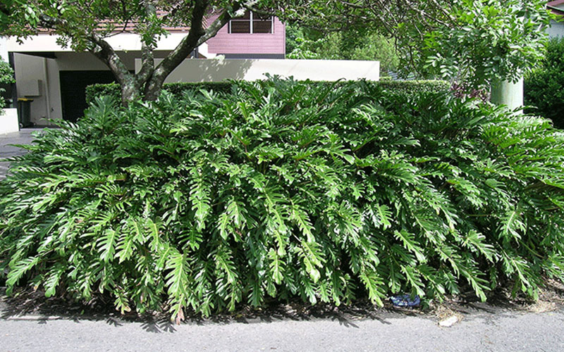 GARDEN CENTER CAPE CORAL and LANDSCAPERS