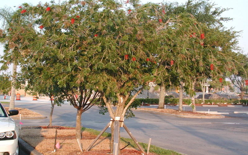 GARDEN CENTER CAPE CORAL and LANDSCAPERS