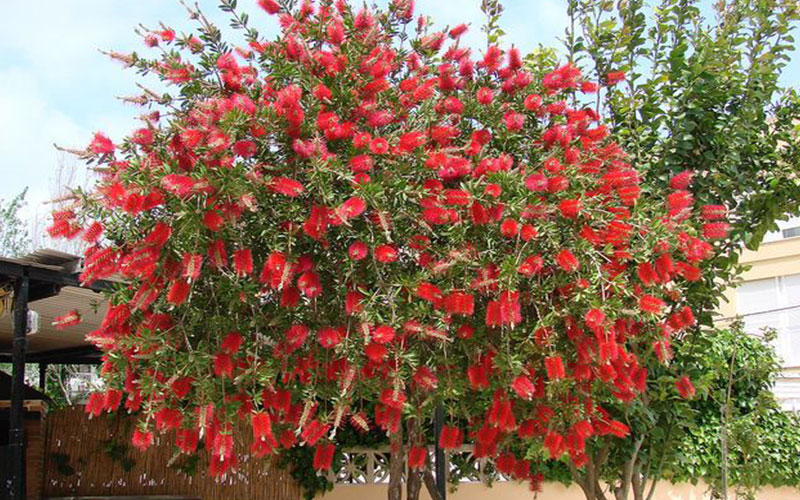 GARDEN CENTER CAPE CORAL and LANDSCAPERS