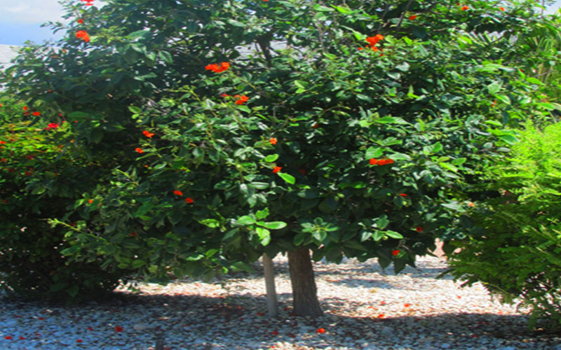 GARDEN CENTER CAPE CORAL and LANDSCAPERS
