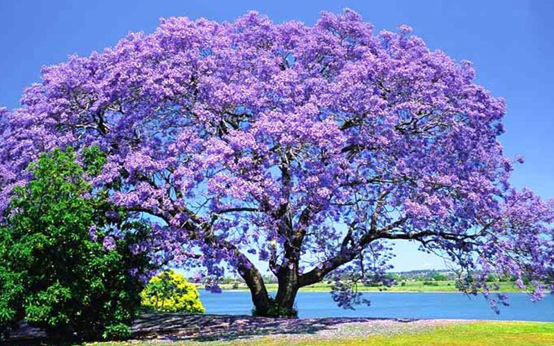 GARDEN CENTER CAPE CORAL and LANDSCAPERS