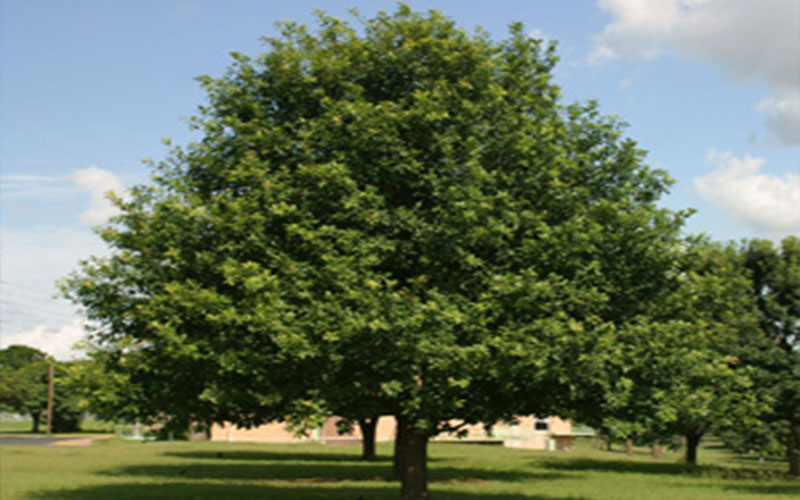 GARDEN CENTER CAPE CORAL and LANDSCAPERS
