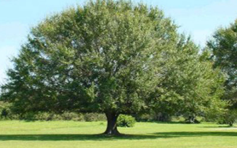 GARDEN CENTER CAPE CORAL and LANDSCAPERS