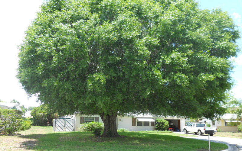 GARDEN CENTER CAPE CORAL and LANDSCAPERS