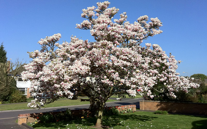 GARDEN CENTER CAPE CORAL and LANDSCAPERS
