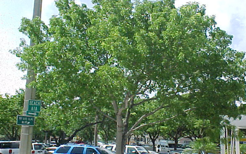 GARDEN CENTER CAPE CORAL and LANDSCAPERS