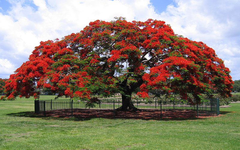 GARDEN CENTER CAPE CORAL and LANDSCAPERS