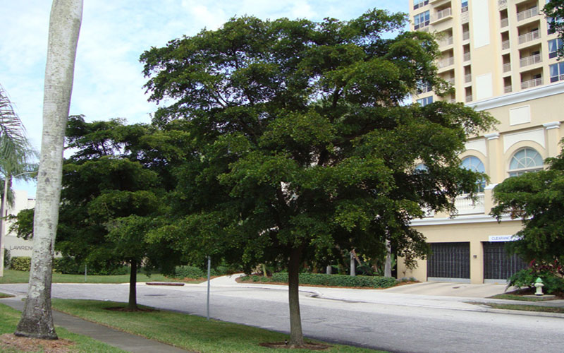 GARDEN CENTER CAPE CORAL and LANDSCAPERS